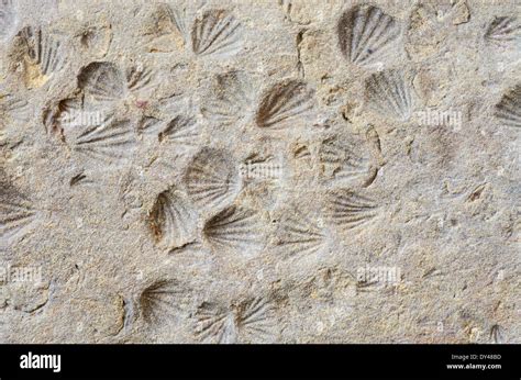 imprinted fossils.